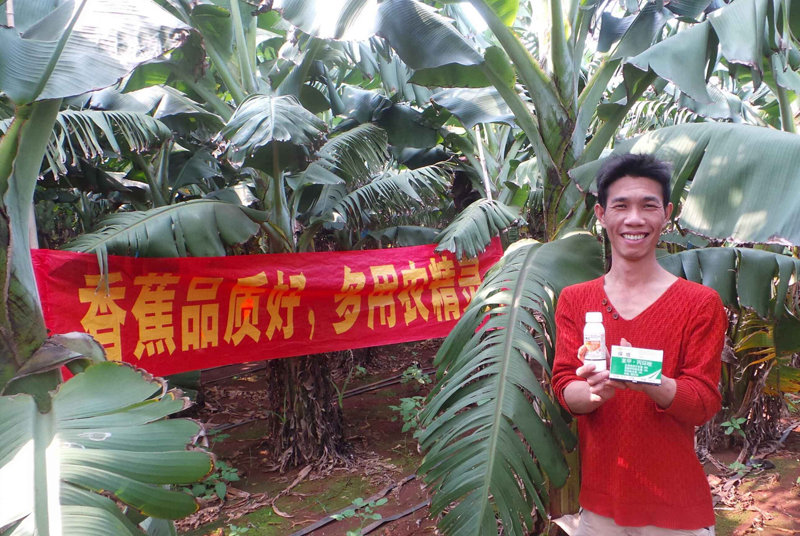 差距這么大， 是真的嗎？ 銀農(nóng)故事匯—香蕉篇