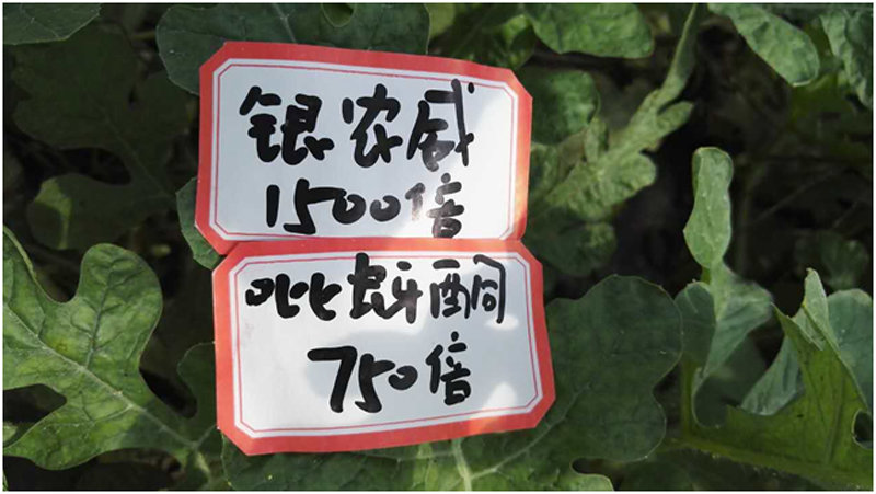 【探索】是什么讓黃蚜如此落??？
