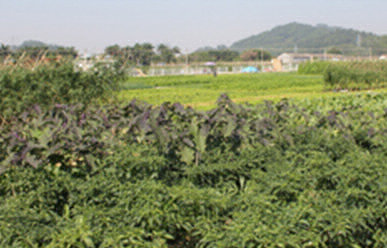 菜地難種、施肥低效、薊馬高發(fā)，咋辦？這里有高招！