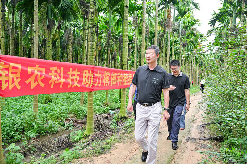 不斷創(chuàng)新納米農(nóng)藥，“銀農(nóng)三寶”助力檳榔提質增收